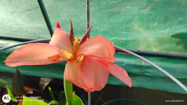 Peach canna seedling