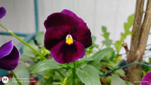 Dark Purple Pansy