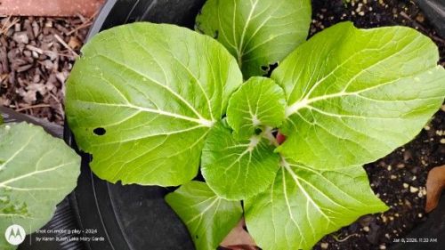 Bok Choy white stem