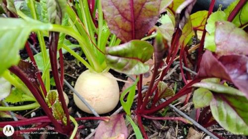 Kanamachi White Turnip