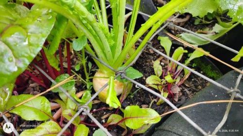 Kanamachi White Turnip and beet greens