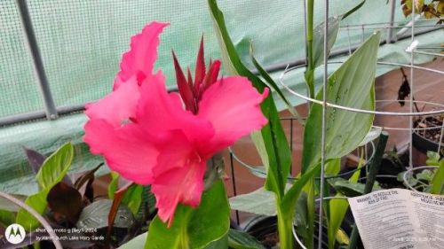 Pink Canna Seedling