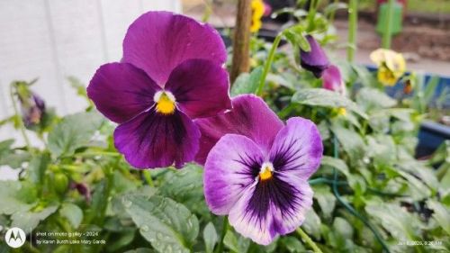Purple Pansies