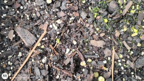 Campanula medium, Canterbury Bells seedling (super tiny)