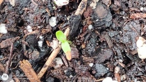 Campanula medium, Canterbury Bells seedling (super tiny)