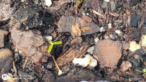 Campanula medium, Canterbury Bells seedling