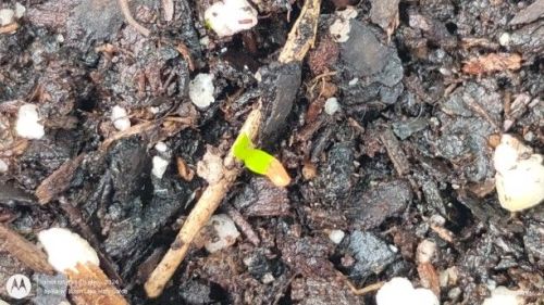 Campanula medium, Canterbury Bells seedling (super tiny)