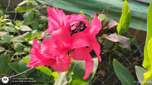 Bright Pink Canna seedling