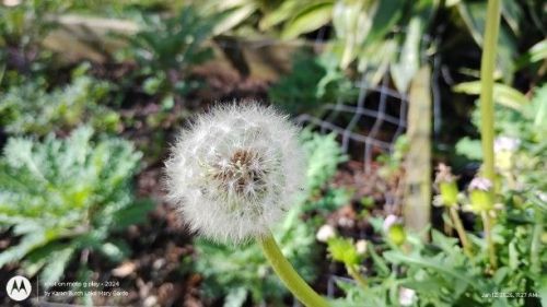 Dandelion seeds