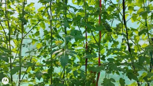 Wall of tomato plants