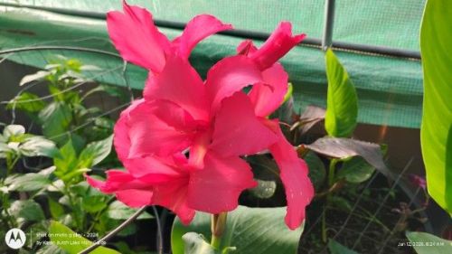 Bright Pink Canna Seedling