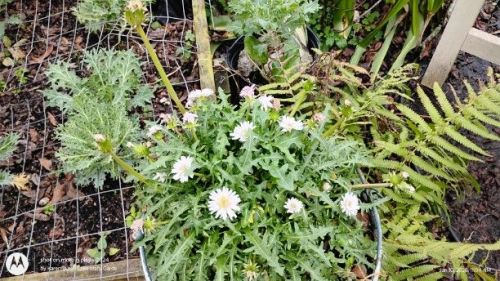 Japanese White Dandelion