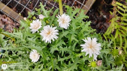 Japanese White Dandelion