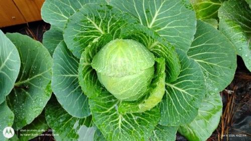 Copenhagen Cabbage forming heads