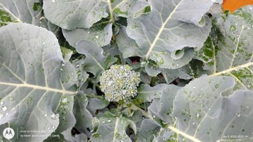 Broccoli beginning to produce