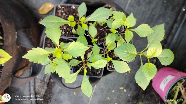 Growing Dahlia from Seed