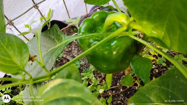 Bell Pepper on the plant