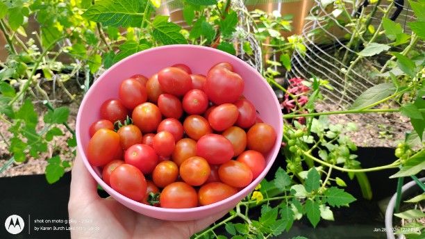 Bowl of Hiiros Tomatos