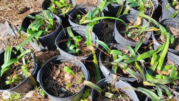 Amaryllis leaves froze but the bulbs are hardy in zone 8b