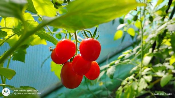 Hiiros are Georgeous and Tasty tomatoes