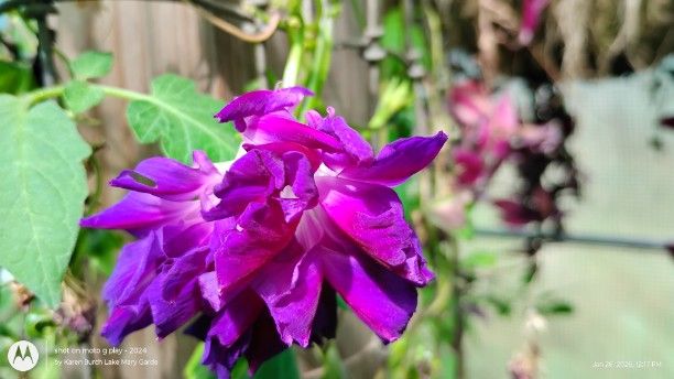 Purple Hige morning glory