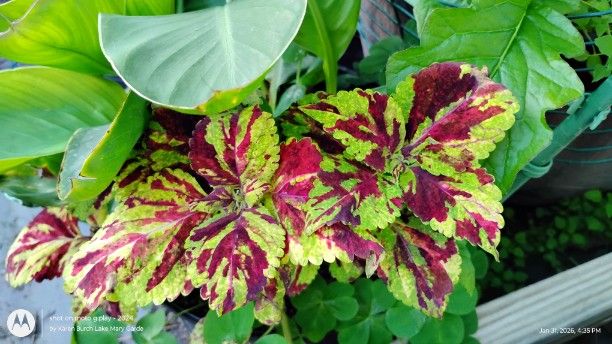 Beautiful Multi Color Coleus