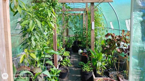 Greenhouse beginning of February