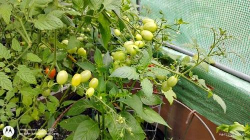 Lots of green tomatoes
