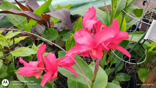 Pink Canna Lilies