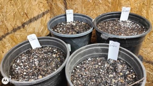 Seed starting for Summer