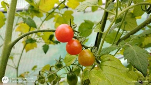 ripening tomatoes