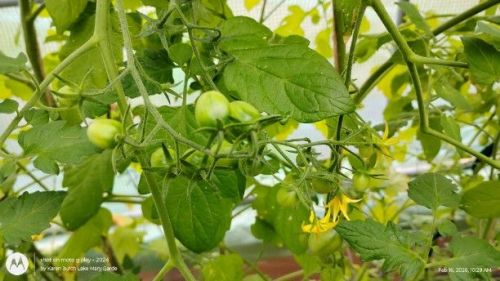 More Hiiros tomatoes on the way