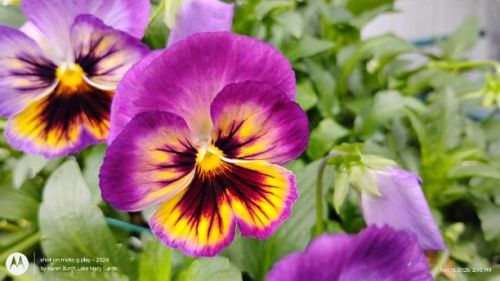 Swiss Giant purple and gold pansy