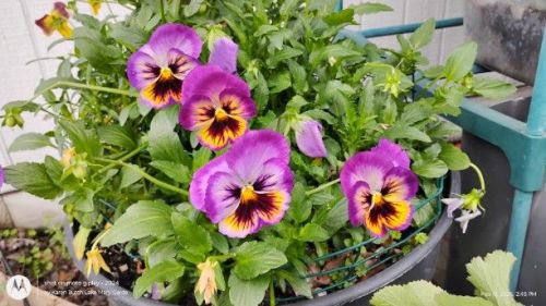 Swiss Giant purple and gold pansy