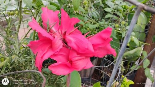 Pink Cana Lily