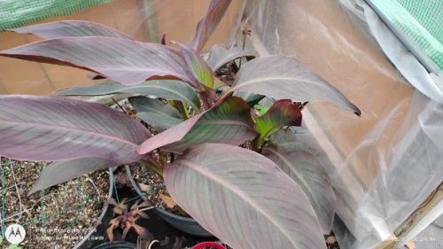 Dark Leaf Canna