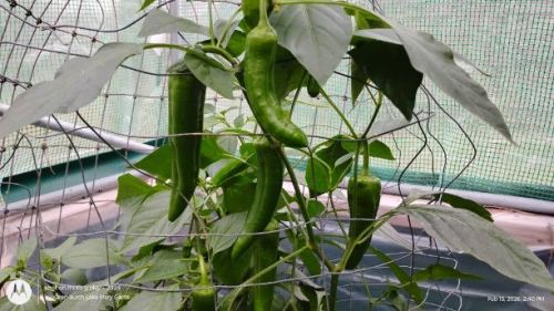 Giant Marconi Peppers