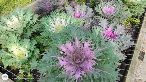 Ornamental Kale