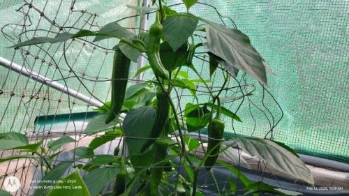 Giant Marconi Peppers