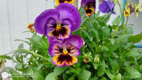 Swiss Giant purple and gold