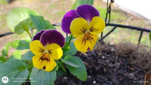 purple and yelloe pansies