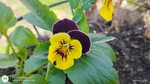 Purple and yellow pansy