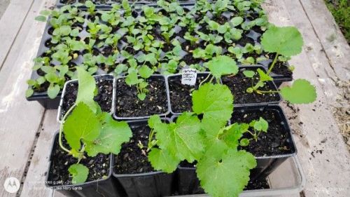 Hollyhock and pansy seedlings