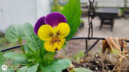 purple and yellow pansy