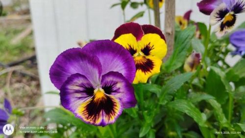Purple Yellow and Burgundy Giant Pansies