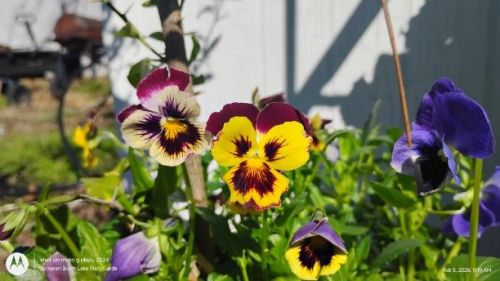 Yellow and Burgundy Giant Pansies