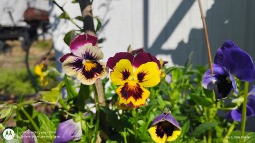 Yellow and Burgundy Giant Pansies
