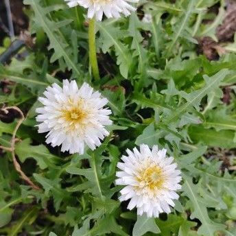 Japanese white dandelion