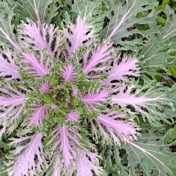 Ornamental Kale