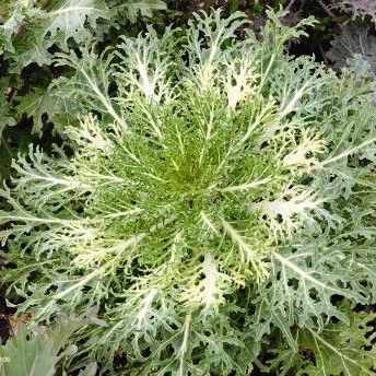 Ornamental Kale